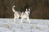 SIBERIAN HUSKY 417
